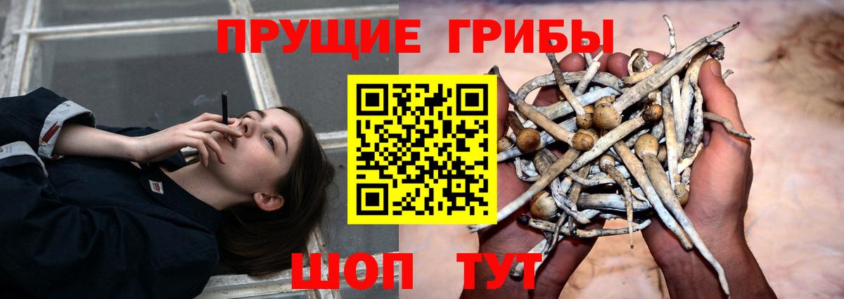 Псилоцибиновые грибы Cubensis Мегион